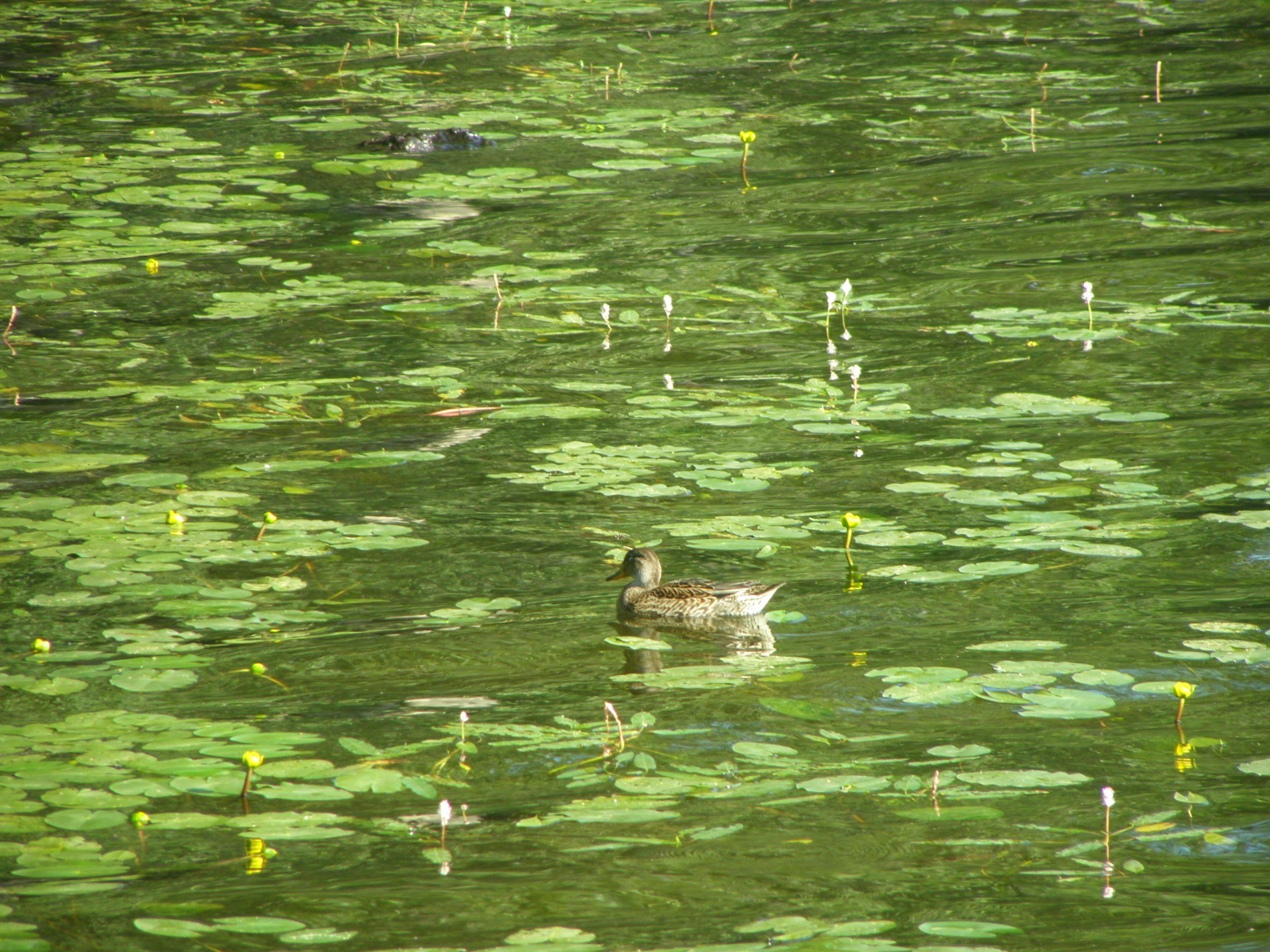 rzeki stawy i strumienie stawy i strumienie woda basen jezioro natura odbicie rzeka na zewnątrz ptak kaczka lato park liść chłód trawa