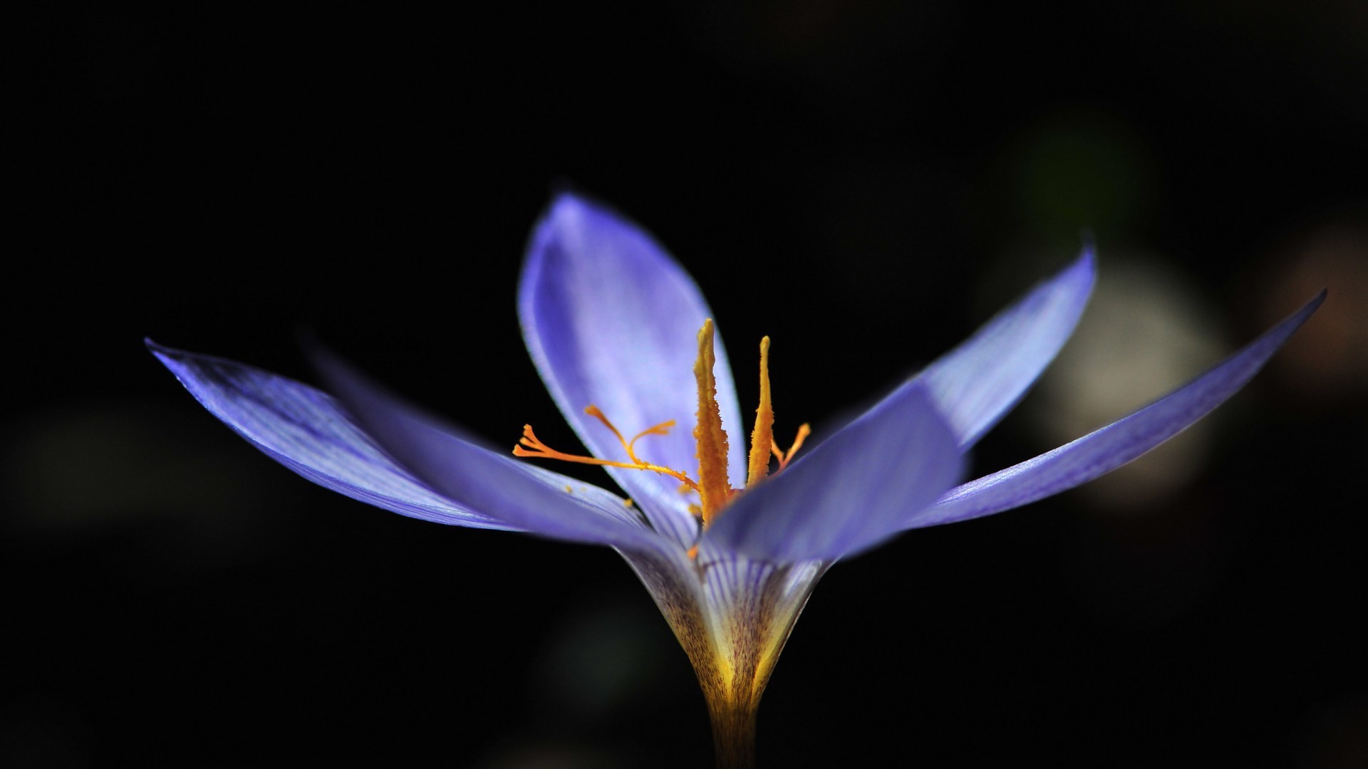 flowers flower nature leaf blur flora delicate crocus outdoors petal color summer garden growth bright light beautiful