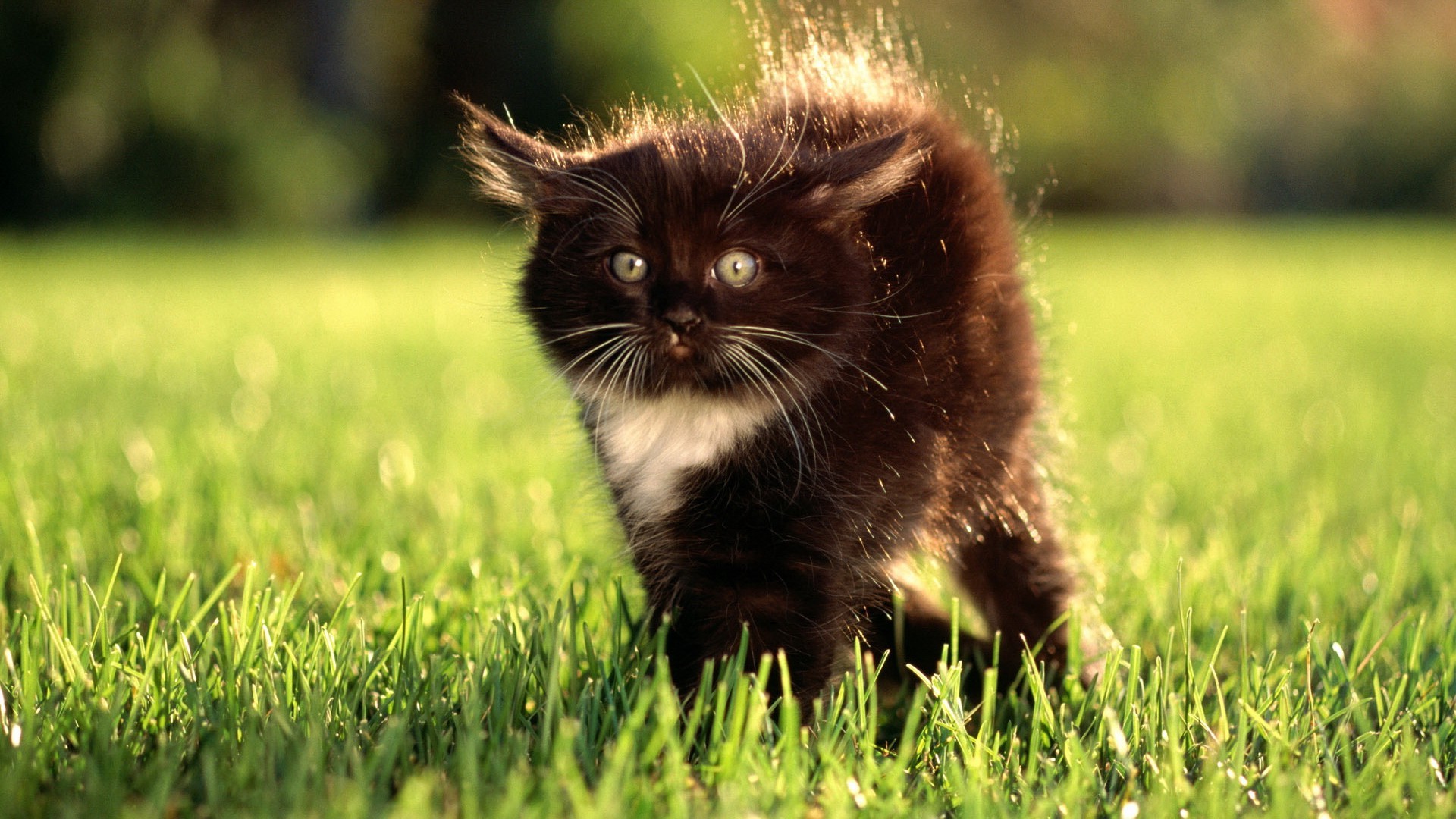 katzen gras natur katze säugetier niedlich tier feld fell auge im freien porträt sommer junge