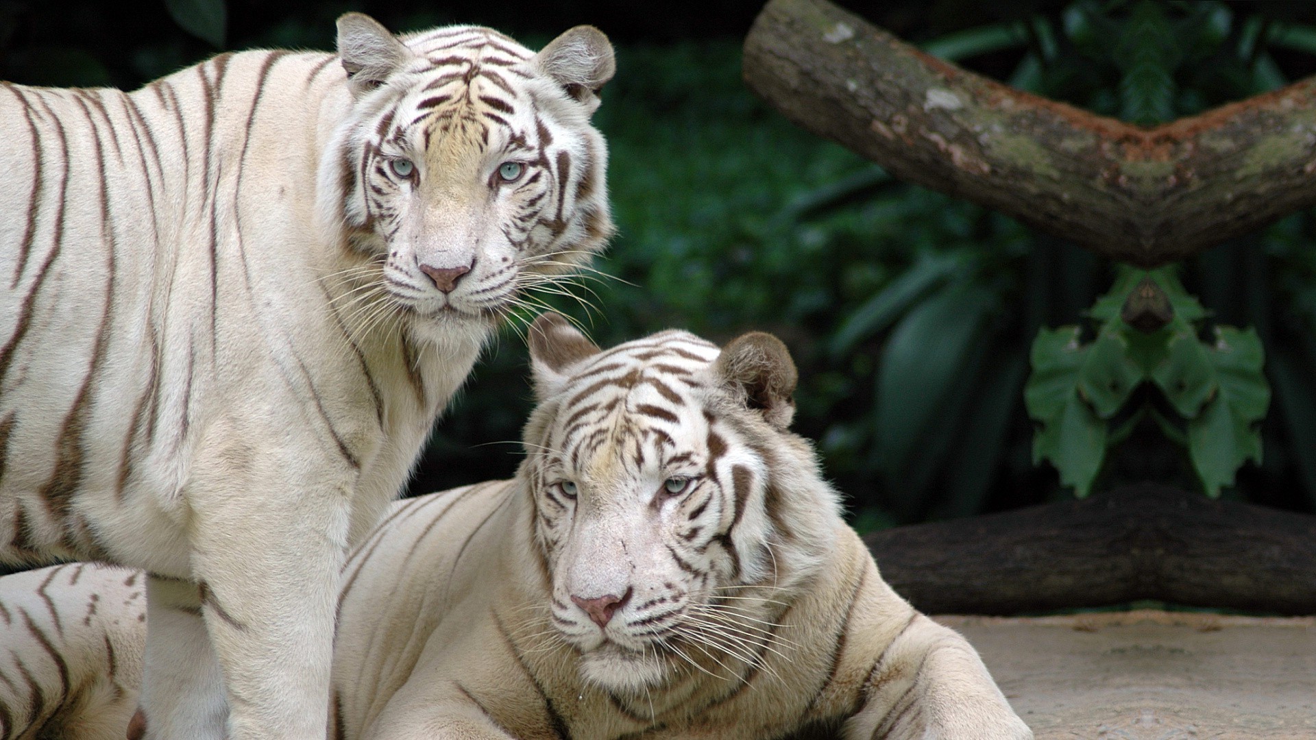 tigri fauna selvatica tigre zoo mammifero gatto animale pericolo giungla testa predatore ritratto cacciatore selvaggio aggressione mangiatore di carne grande pelliccia safari occhio striscia