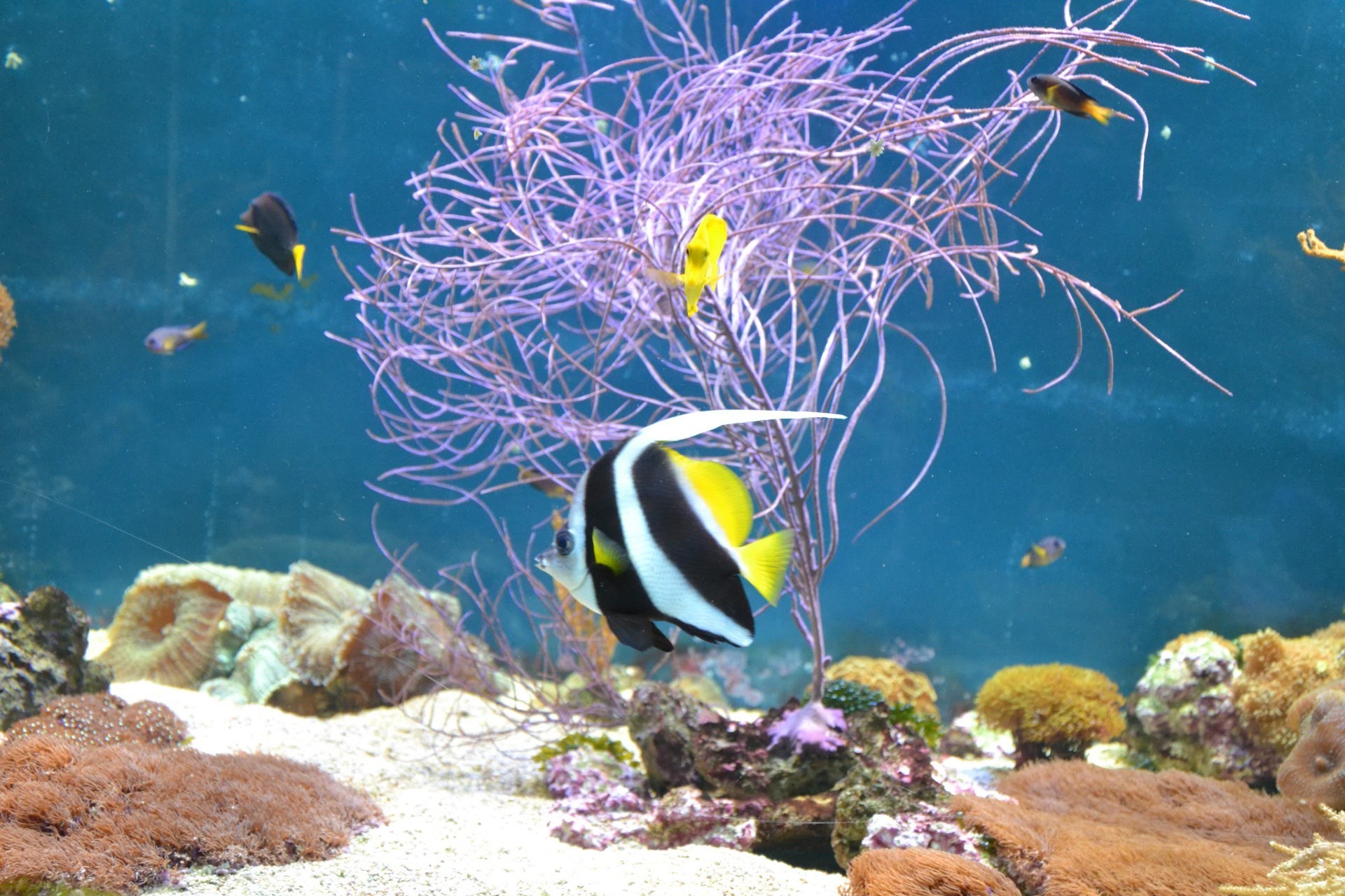 animais debaixo d água peixes coral recife tropical oceano aquário mar mergulho fuzileiro naval água natação snorkeling mergulho vida selvagem água salgada natureza profundo água animal