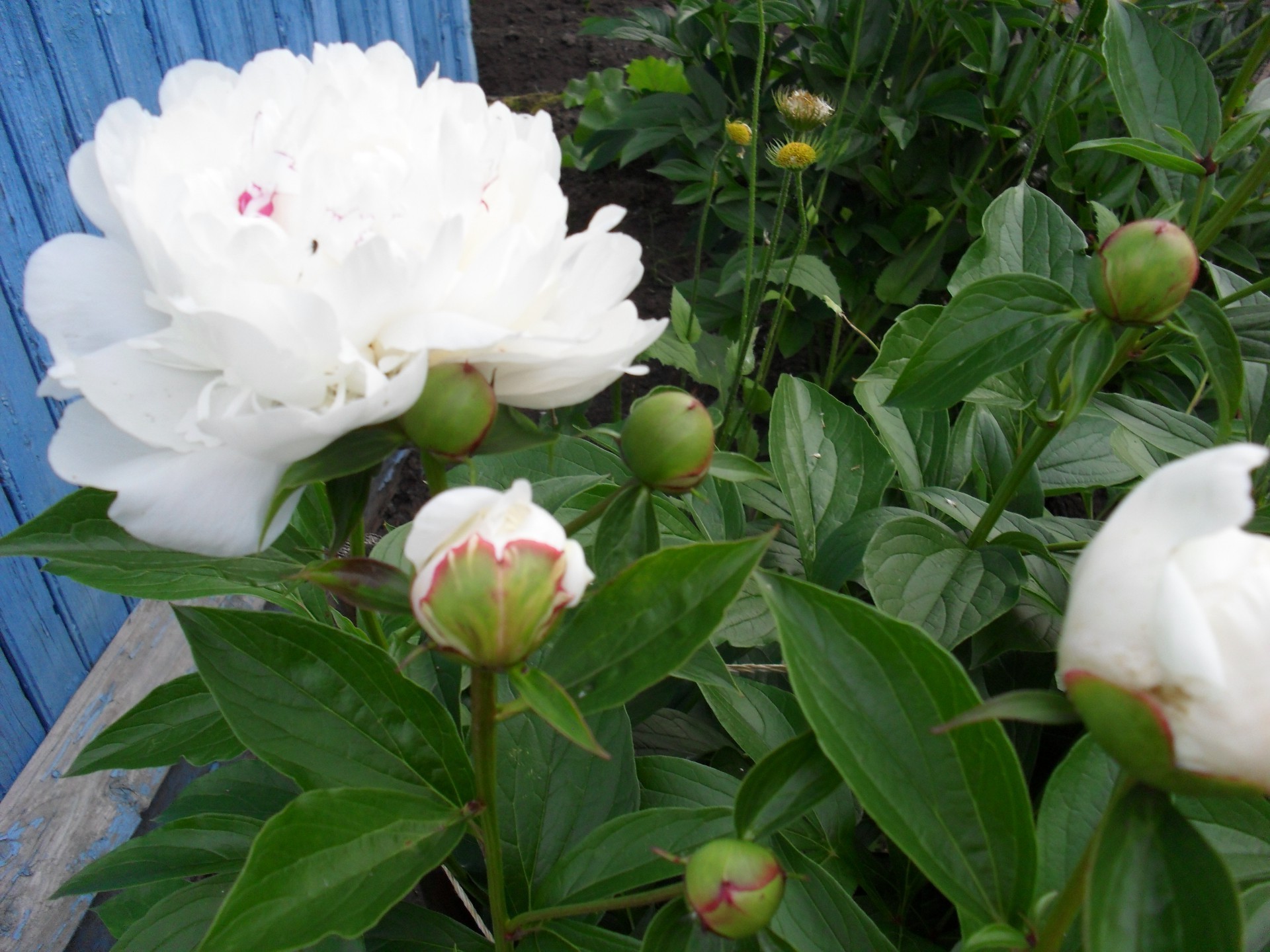 fleurs fleur feuille nature jardin flore rose été bluming pétale floral