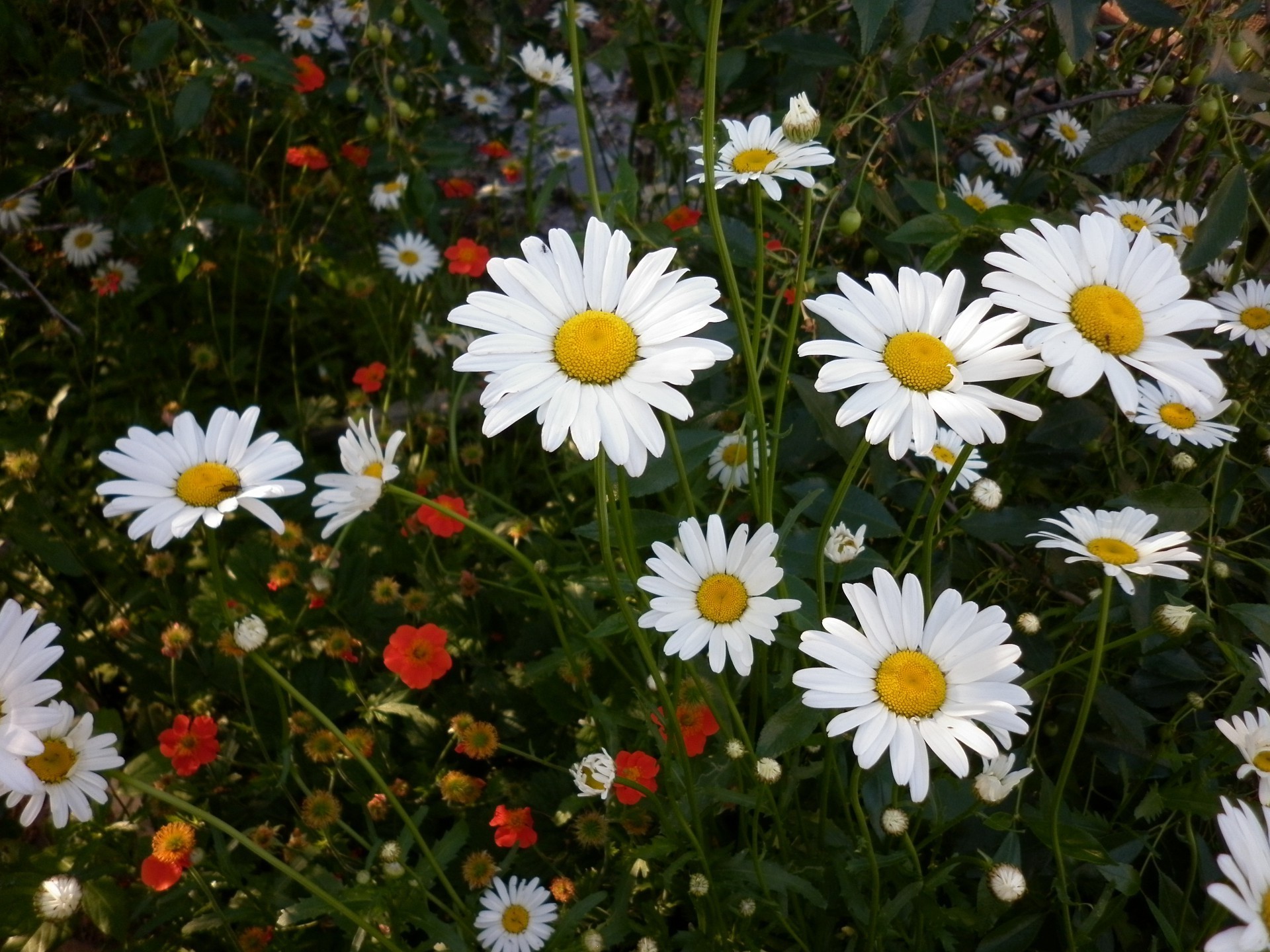 margherite fiore estate natura giardino flora campo di fieno fioritura floreale di colore erba petalo bella foglia luminosa stagione sole all aperto