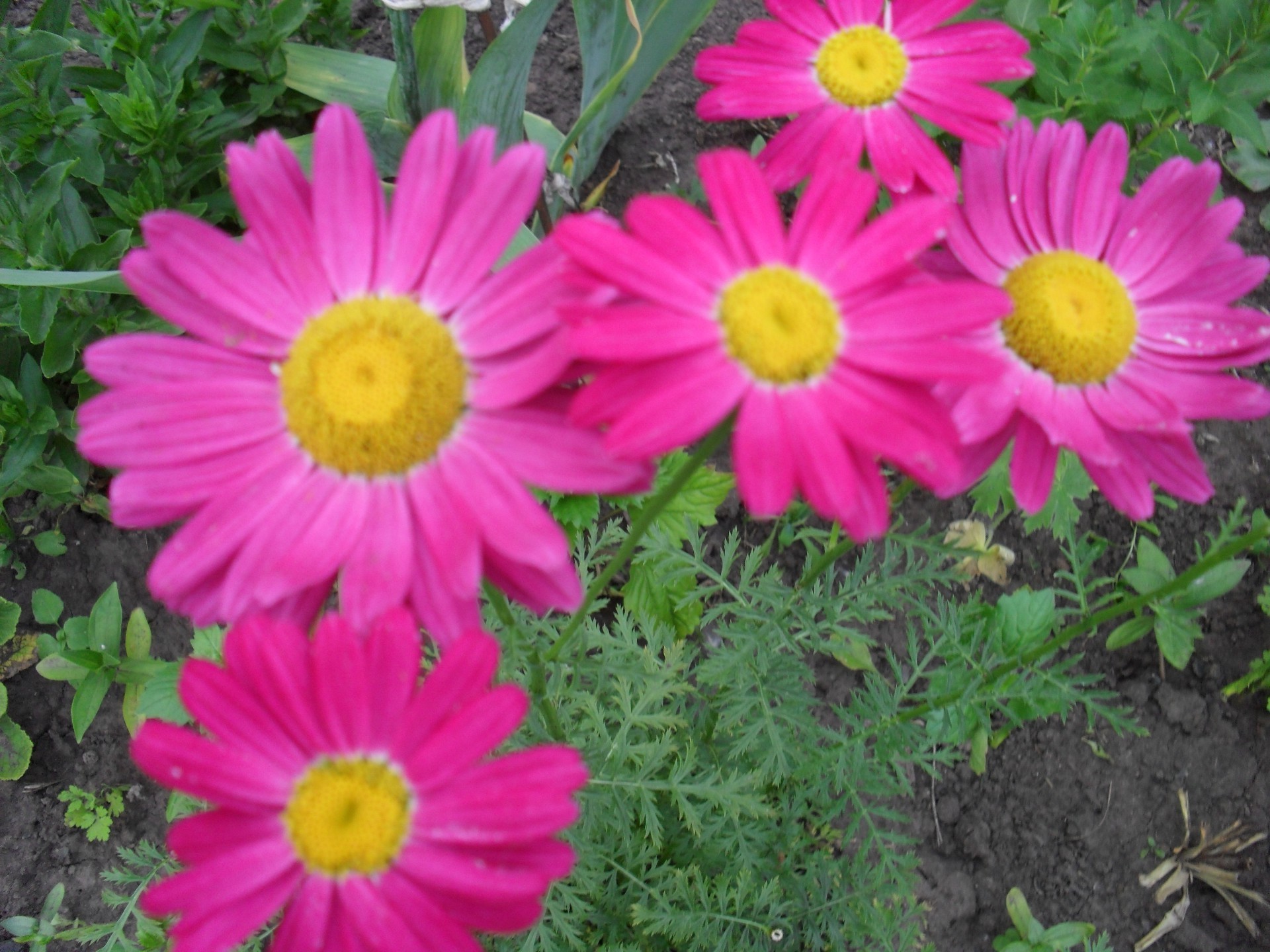 flowers flower nature summer flora garden floral petal blooming leaf bright color beautiful bouquet season botanical close-up grass decoration growth