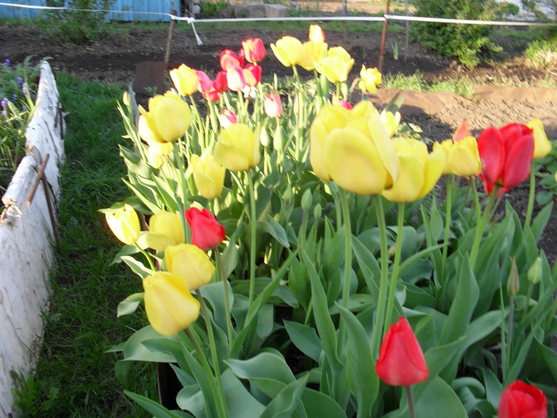 flowers flower garden flora tulip nature leaf floral summer blooming petal color field park bright season grass vibrant bouquet growth