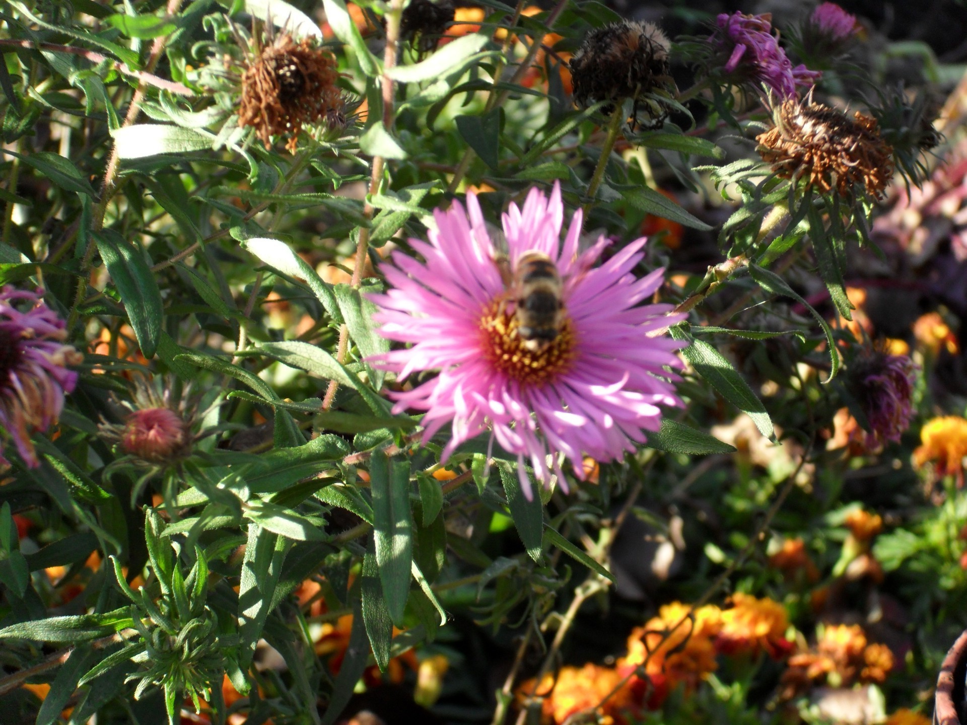 flores natureza flor flora jardim verão folha blooming floral pétala ao ar livre cor campo brilhante close-up grama crescimento estação feno botânico