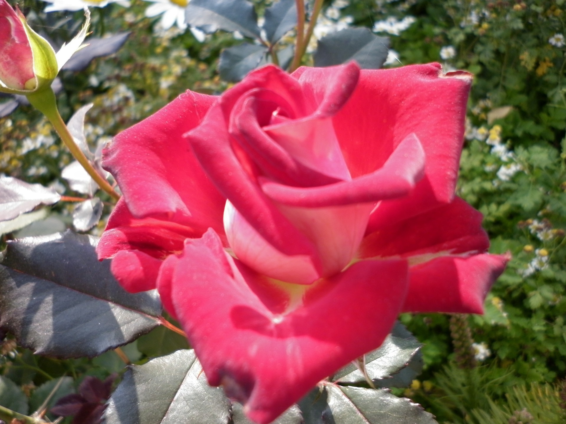 rose fiore flora natura giardino fiore petalo foglia floreale estate all aperto colore botanico romanticismo