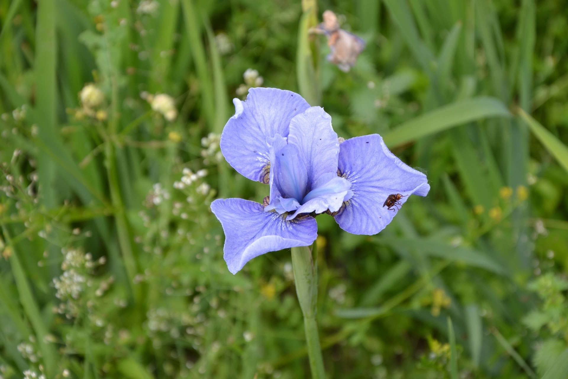 flowers nature flora flower summer leaf growth outdoors garden grass blooming field hayfield close-up bright floral season color environment husk