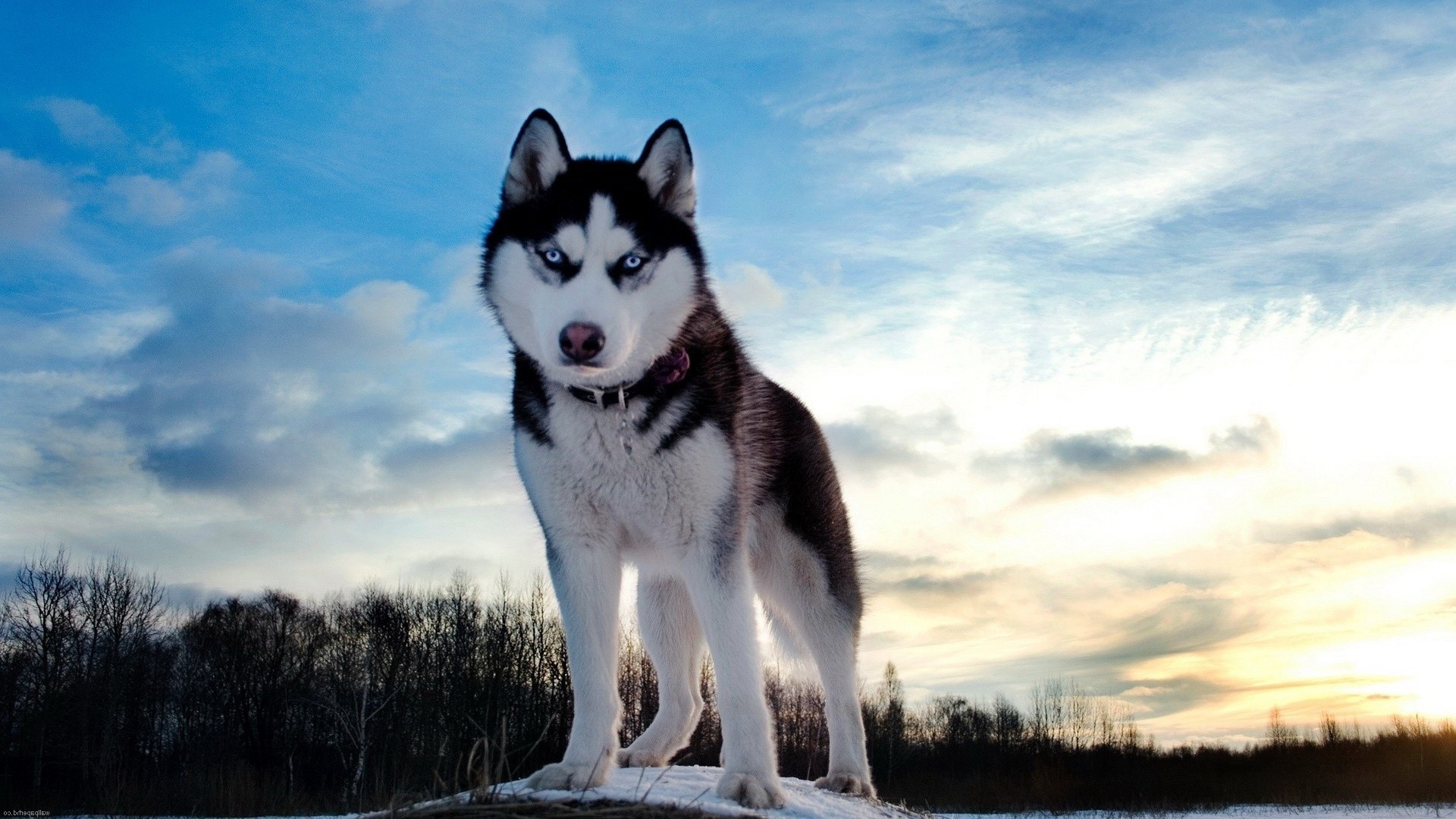 cani cane mammifero canino ritratto all aperto da solo gelido