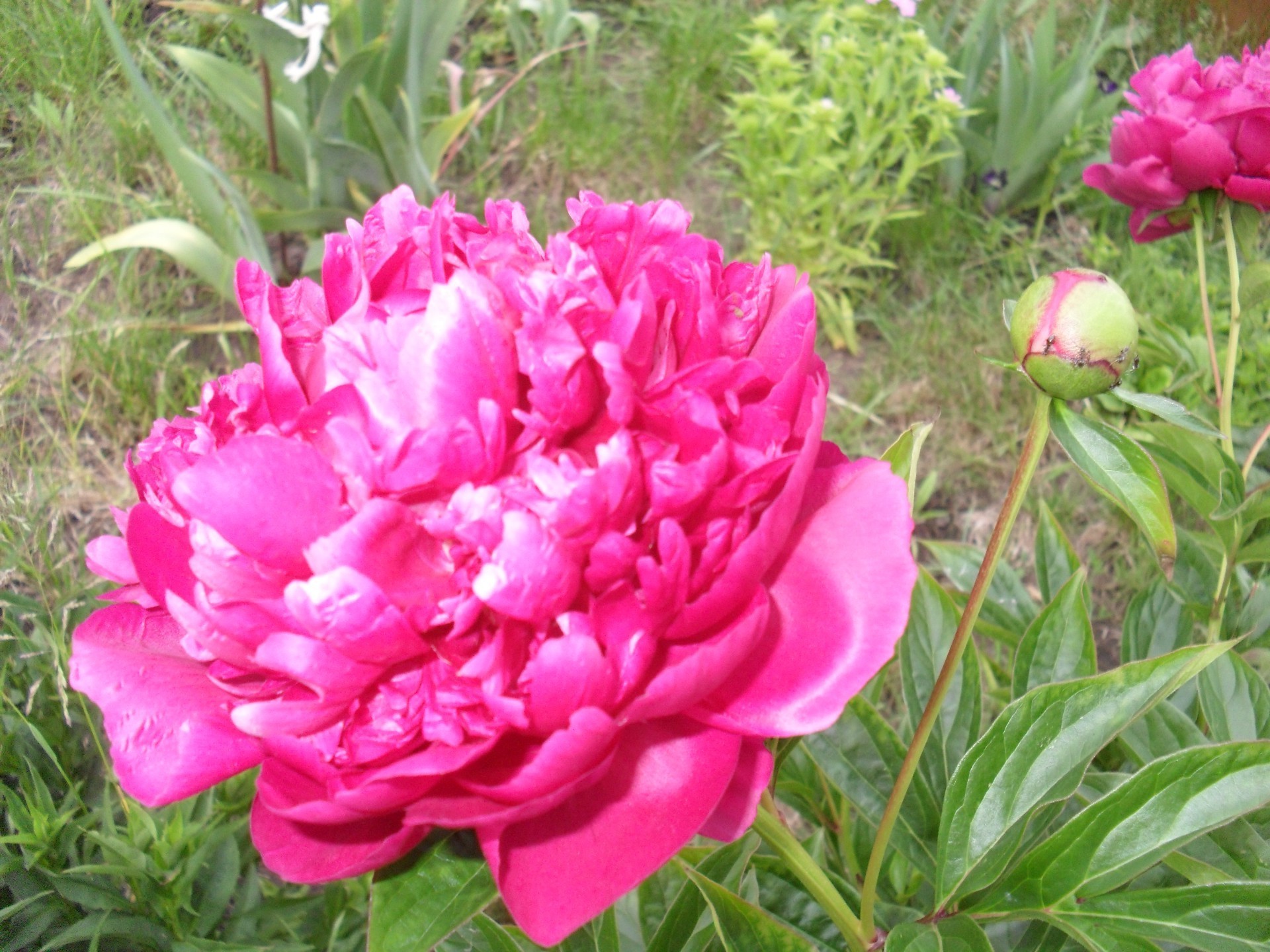 fleurs nature jardin fleur flore été feuille bluming pivoine couleur floral herbe belle lumineux pétale parc saison arbuste champ gros plan