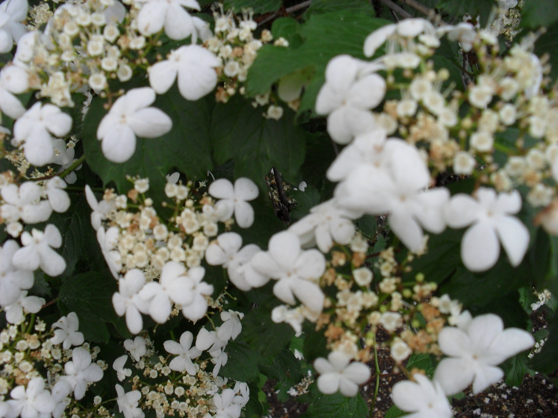 çiçekler çiçek flora doğa sezon bahçe çalı yaz çiçek yaprak çiçeklenme dekorasyon ağaç petal renk