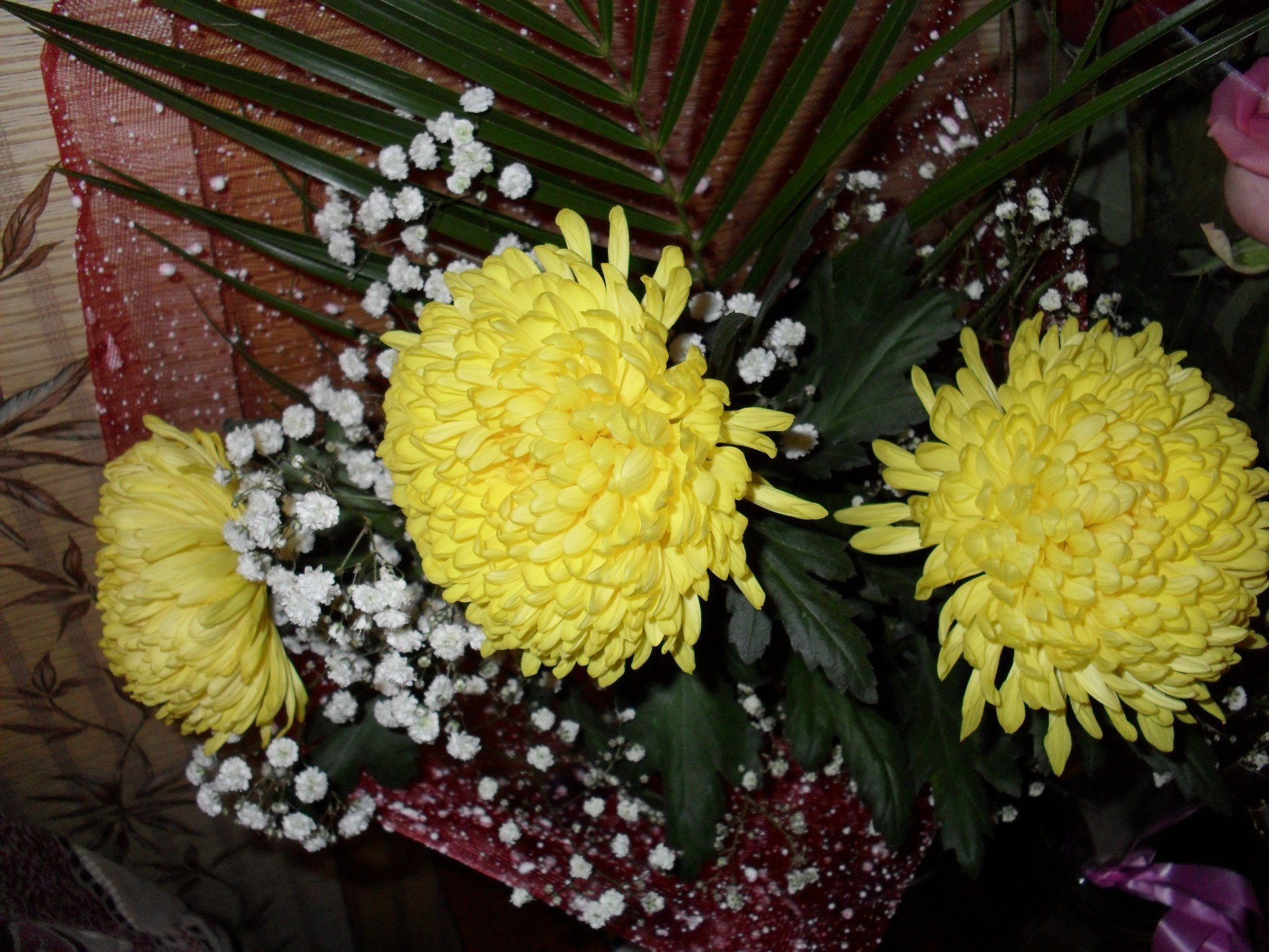 花 花 自然 叶 植物 花 花 花园 菊花 花束 花瓣 装饰品