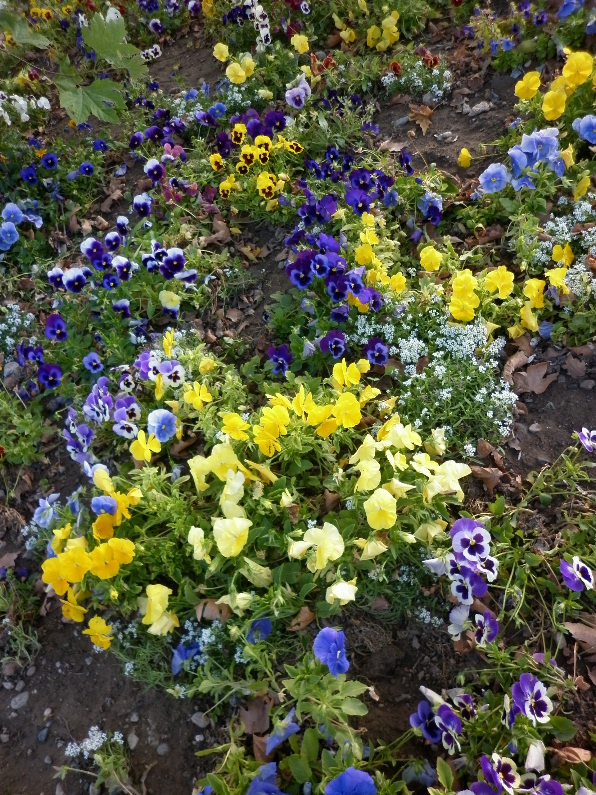 çiçekler çiçek bahçe flora doğa yaprak çiçek açan çiçek renk taçyaprağı büyüme yaz sezon alan botanik parlak açık havada canlı bahçecilik