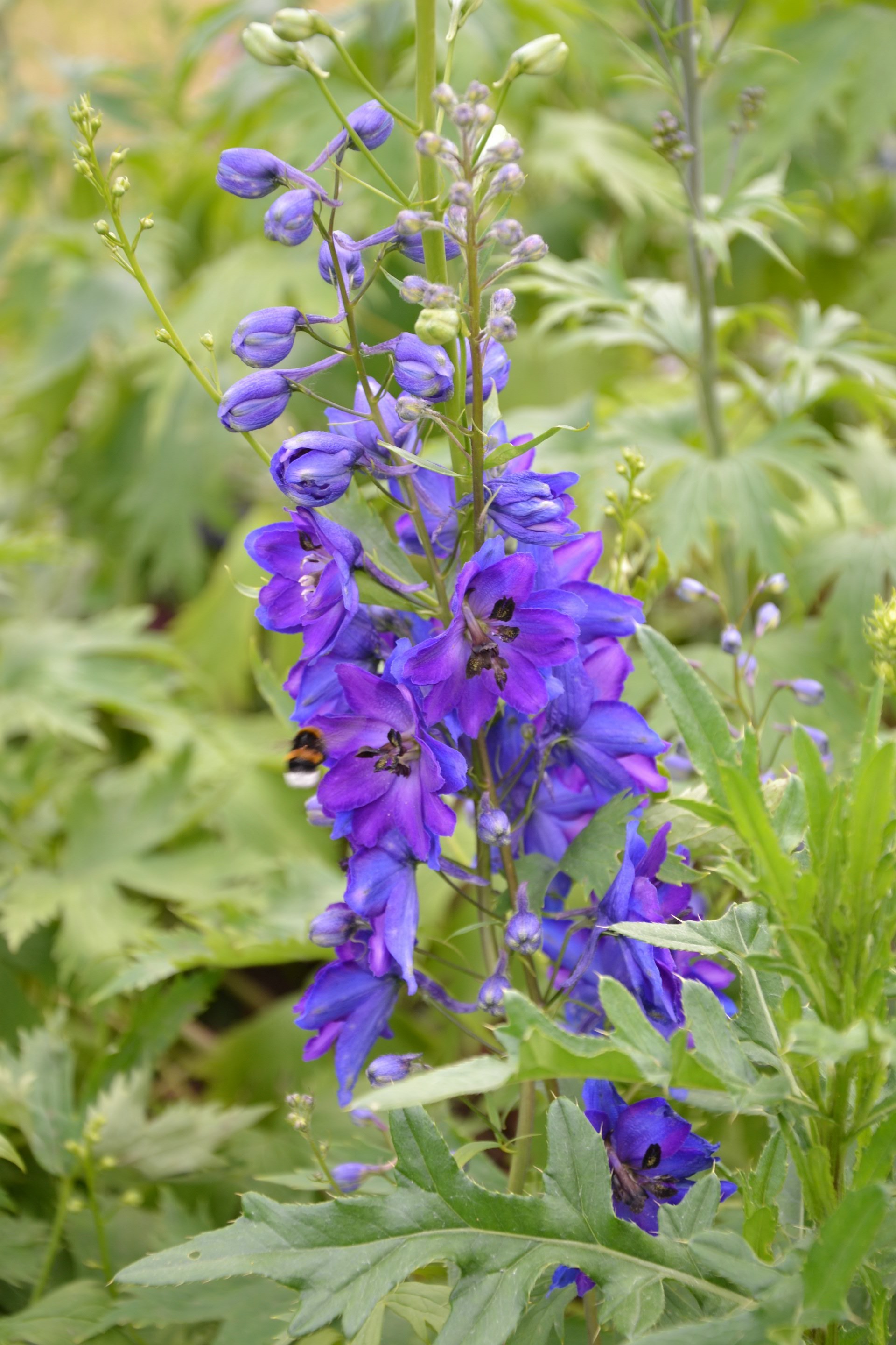 flowers nature flora flower garden leaf summer blooming petal outdoors growth floral season close-up bright hayfield wild