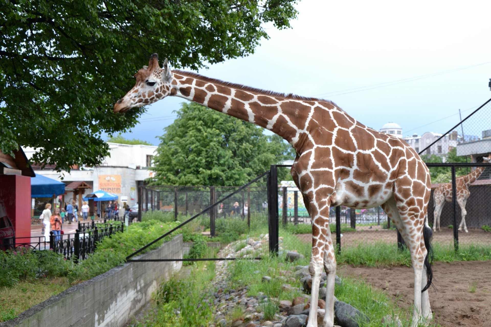 giraffen natur giraffe im freien tierwelt säugetier tier gras