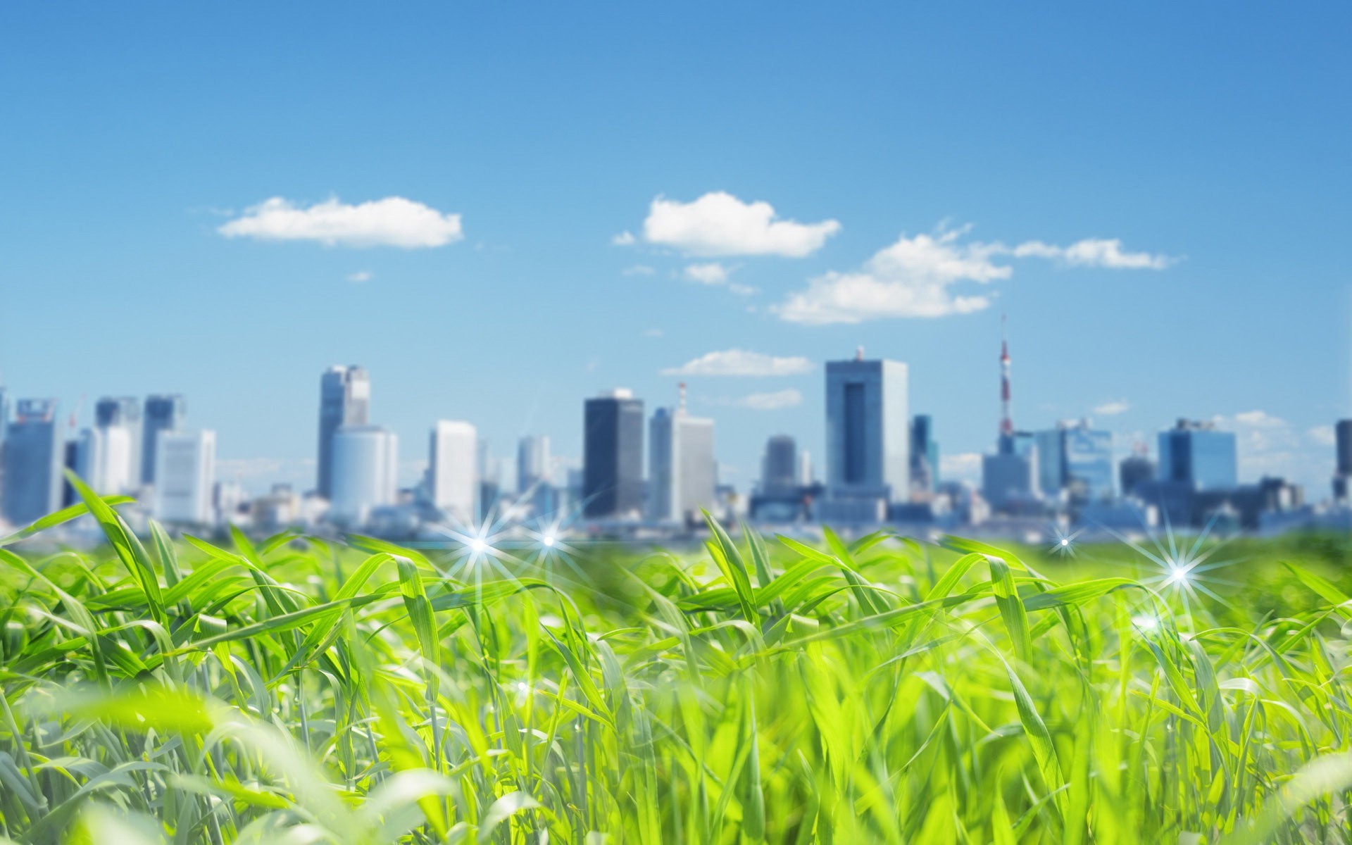 city field grass sky nature environment summer growth sun ecology