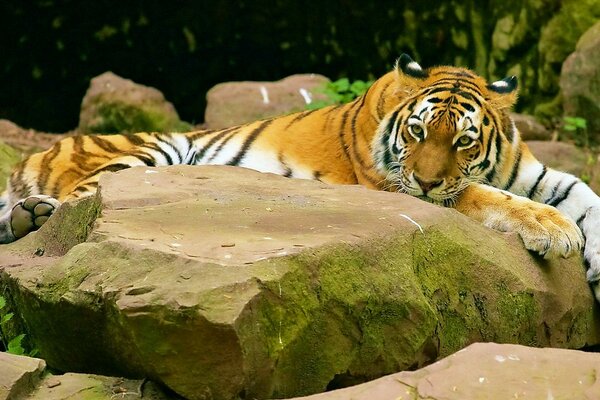 A formidable tiger is resting after hunting