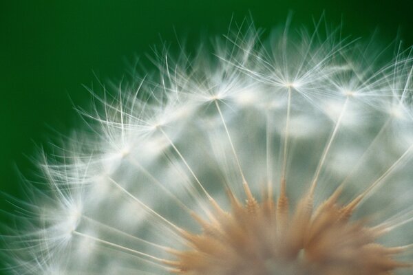 Semi di tarassaco su un fiore