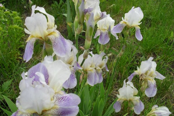 Iris florescendo no jardim é linda