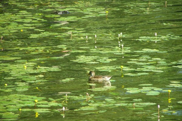 Enten fühlen sich wohl, auf einem sumpfigen Teich zu leben