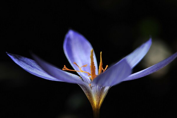 Lilac flower with orange stamens