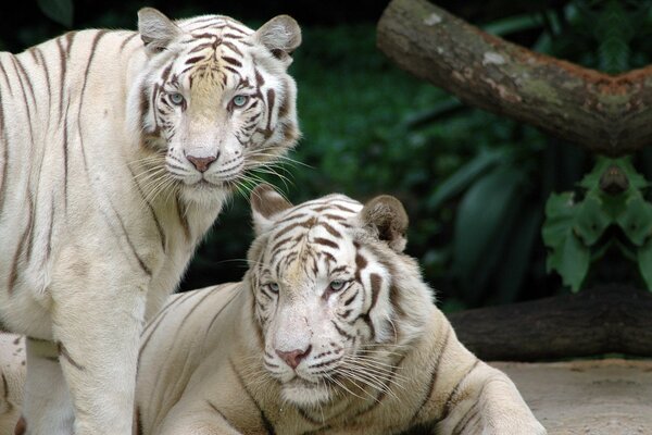 Les tigres blancs regardent d un côté