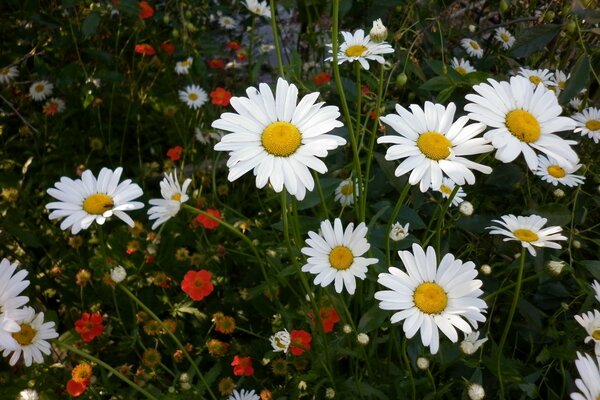 Flores de verão na natureza