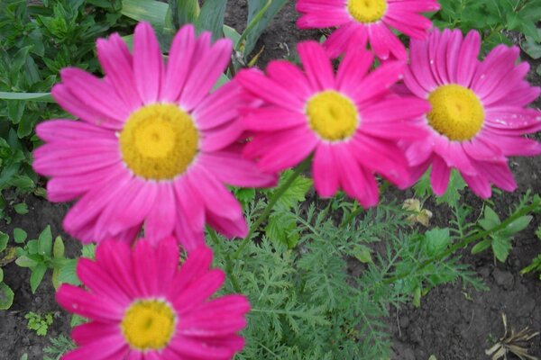 Fleurs fuchsia aux couleurs vives