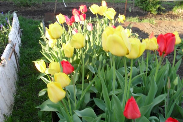 Hermosos tulipanes en el país