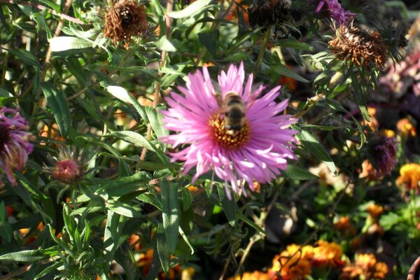 Abelha recolhe néctar de uma planta com flores cor-de-rosa