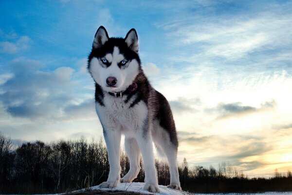 Husky köpeği karla kaplı bir taş üzerinde duruyor