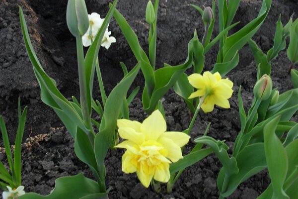 Primavera, parterre con narcisos amarillos y tulipanes rojos