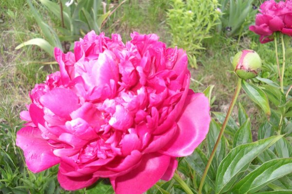 La peonia in fiore sul letto è bella