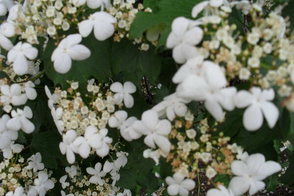 Blooming spring berry tree