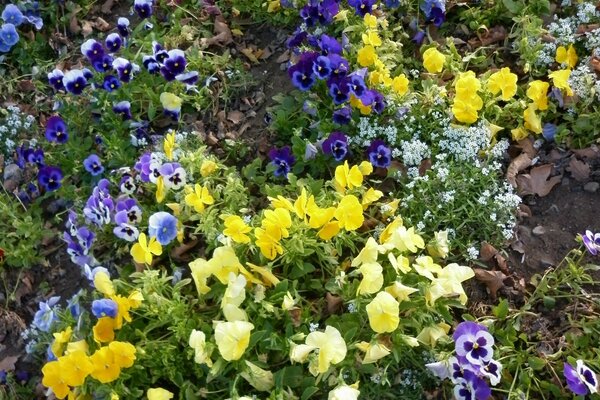 TAPPETO DI FIORI IN GIARDINO