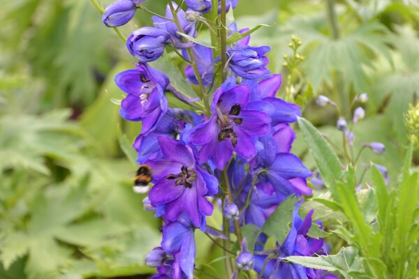 Purple flower in the garden