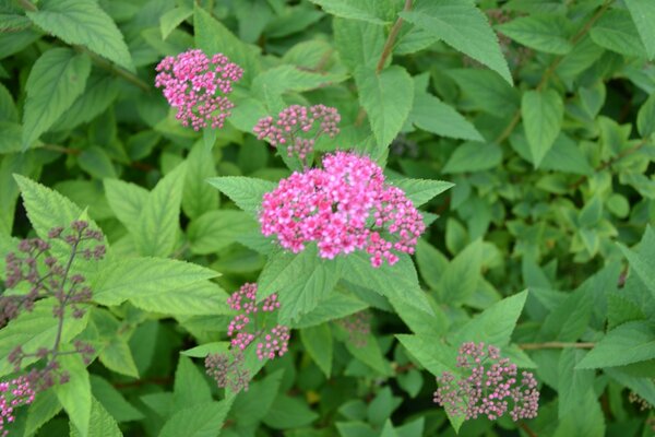 绿色植物之间的粉红色花朵