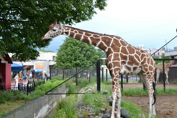 Giraffe in town in valliere