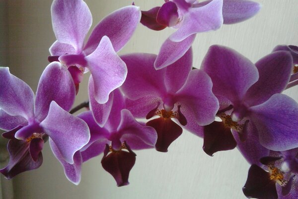 PHALAENOPSIS TROPICAL CRESCE EM UM APARTAMENTO