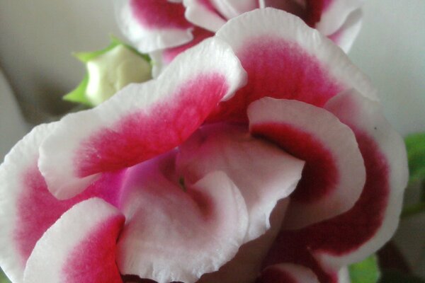 Incredible beauty of white and red roses