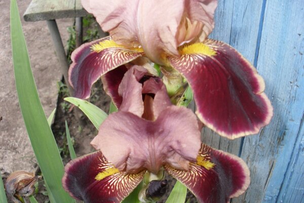 Flor de íris de cor de bardo no jardim perto da cerca