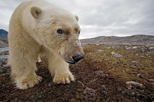 Oso polar con hocico ensangrentado