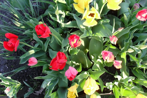 Arbuste à fleurs jour d été