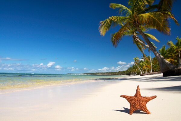 Starfish under a palm tree on the beach of the azure sea