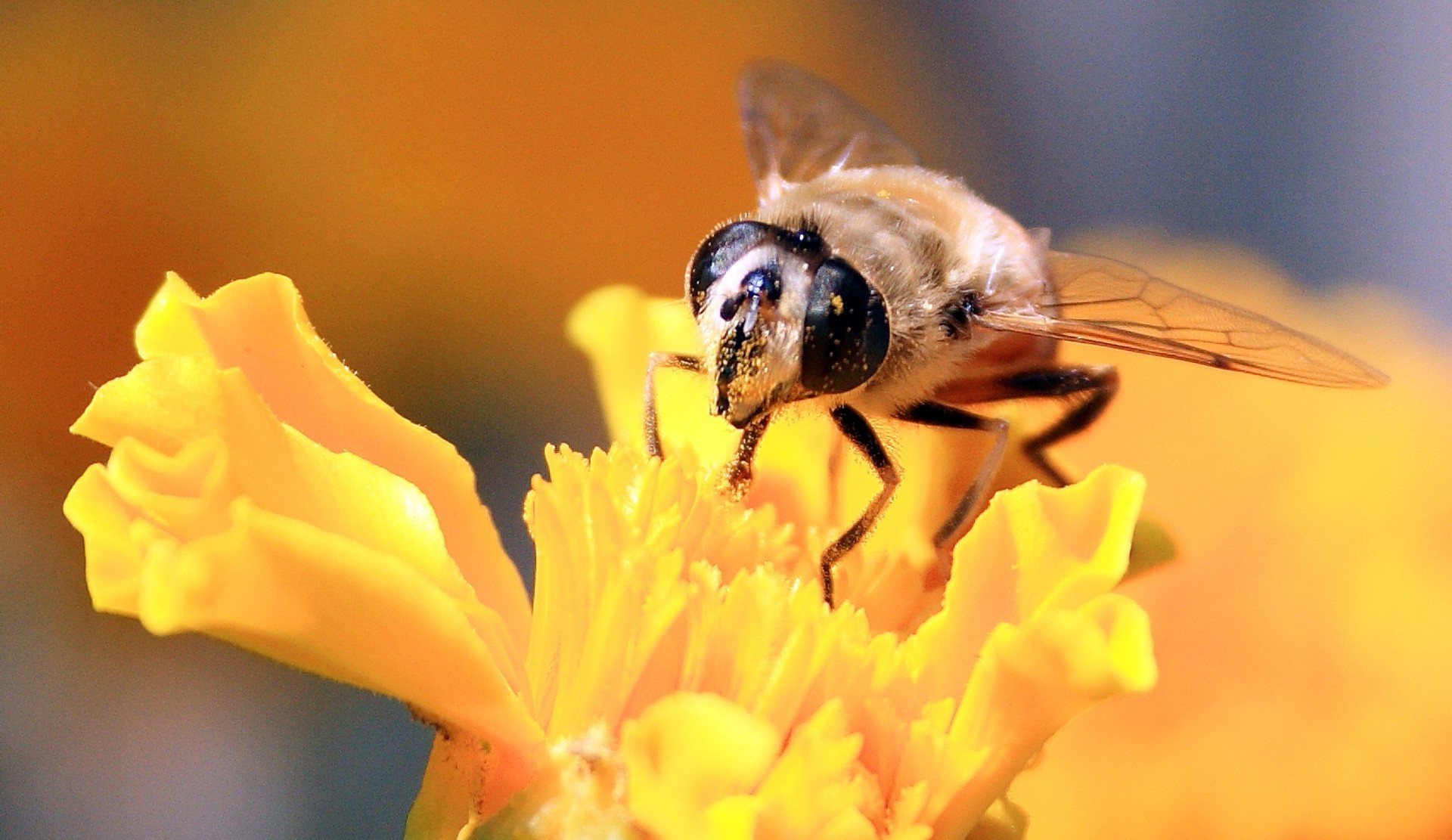 animaux nature flou à l extérieur la faune insecte été