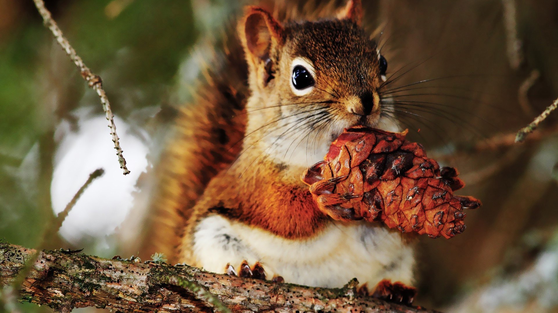 proteins nature wildlife squirrel mammal animal wood nut rodent tree outdoors wild