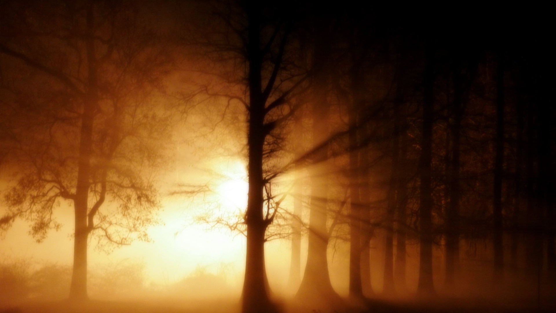 landscapes fog tree backlit dawn silhouette light landscape mist dark sunset evening sun nature wood fall eerie dusk shadow