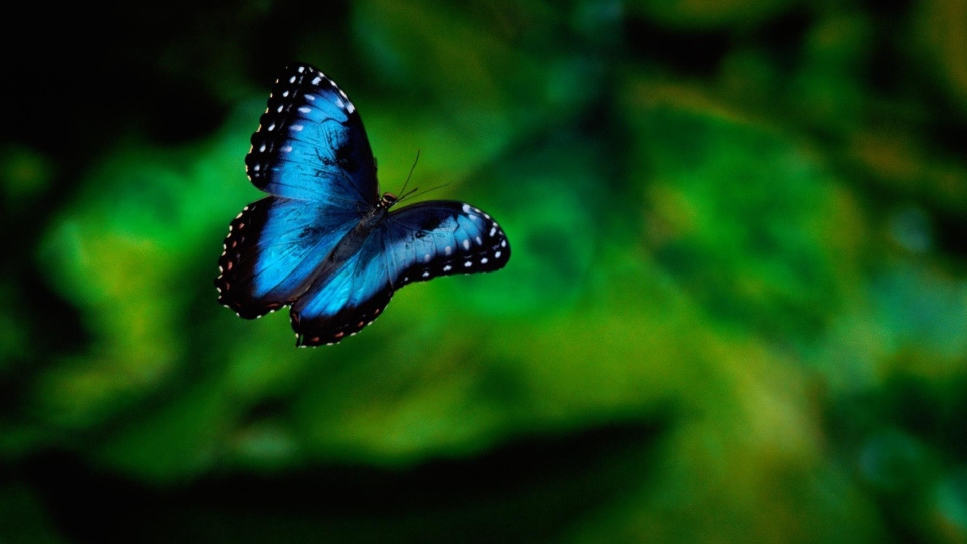 animaux papillon insecte la nature la faune à l extérieur invertébrés été animal feuille tendre biologie