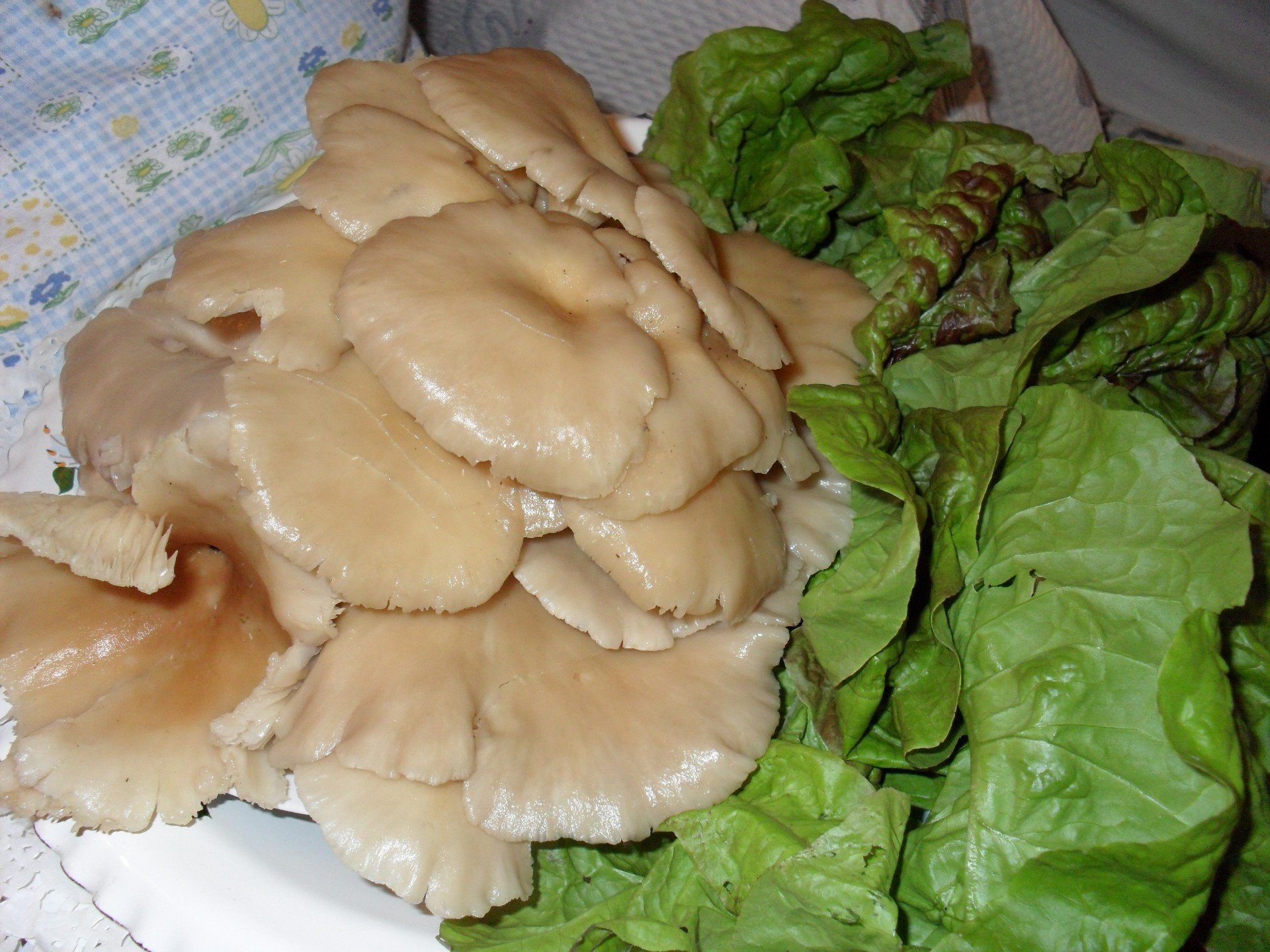 fotos pessoais comida vegetal cozinhar crescer jantar saudável comida