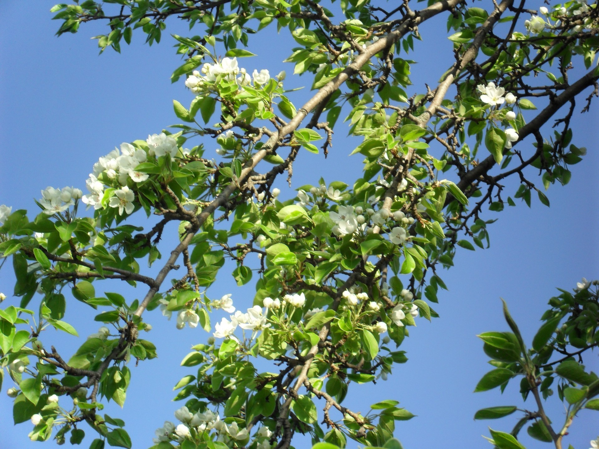 fleurs arbre branche nature feuille flore croissance saison fleur à l extérieur beau temps été soleil environnement jardin lumineux ensoleillé parc pomme ciel